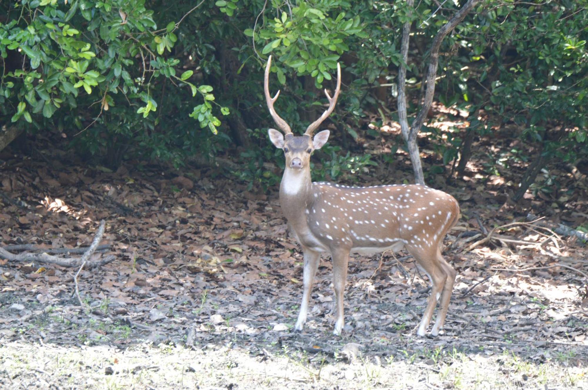 Priyanna Guest, Forest View Polonnaruwa Exterior photo